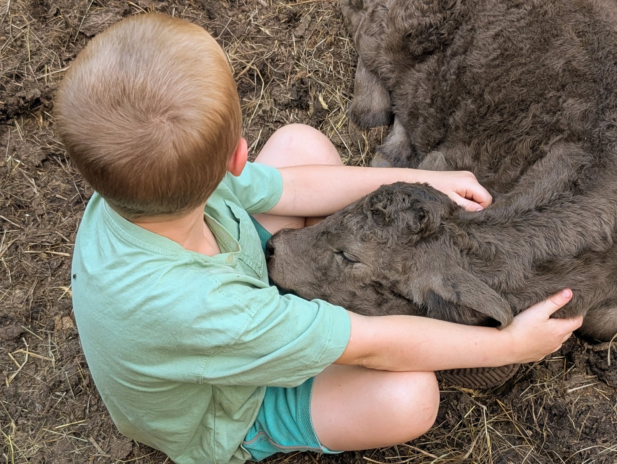 A boy with the calf